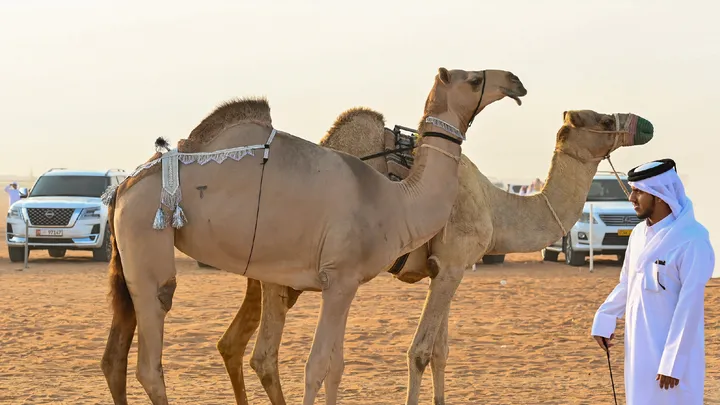 Razeen Camel Mazayna