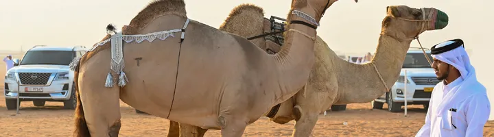 Razeen Camel Mazayna
