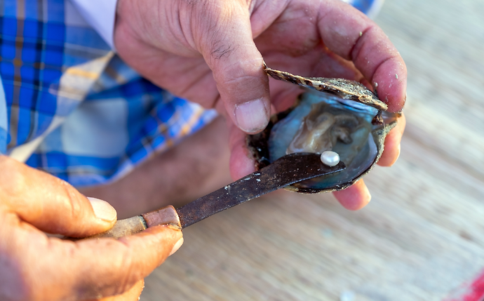 EAD and FAO Join Efforts to Revive the Pearl Industry in Abu Dhabi