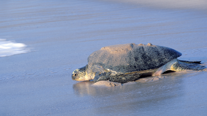 Environment Agency – Abu Dhabi records green turtle nest for first time in the emirate