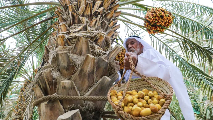 مهرجانات الرطب في أبوظبي: موروث زراعي ومجتمعي تتناقله الأجيال