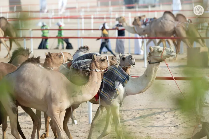 Hamdan bin Zayed honours winners of Al Dhafra Festival Camel Mazayna
