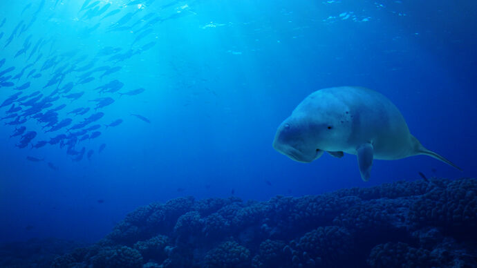 Dugong rehabilitation in Abu Dhabi