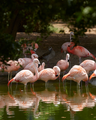 delma island tourism