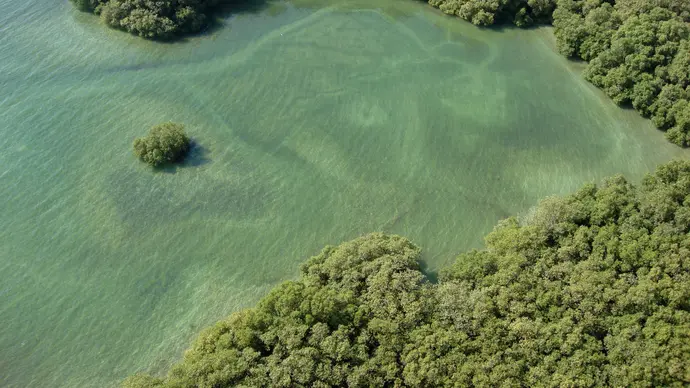 Environment Agency – Abu Dhabi in partnership with Ministry of Climate Change and Environment and Emirates Nature–WWF launch Guidelines for Mangrove Restoration in the UAE publication