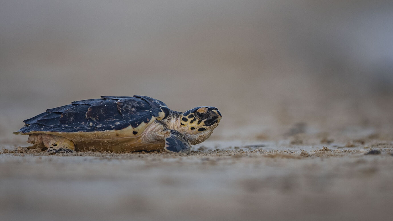 Environment Agency Abu Dhabi Releases 150 Rehabilitated Sea Turtles