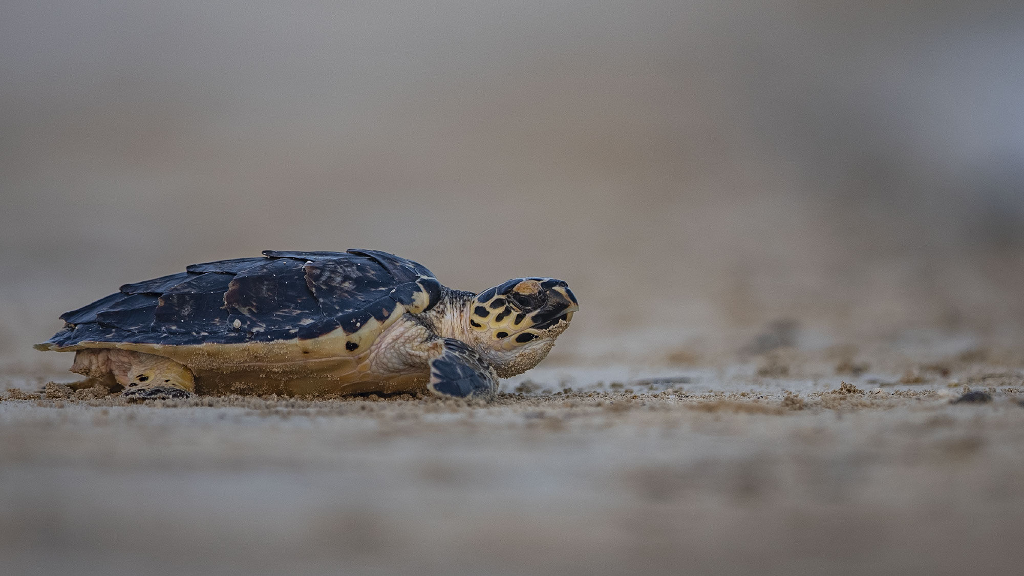 Environment Agency Abu Dhabi Releases 150 Rehabilitated Sea Turtles