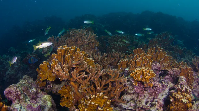 هيئة البيئة – أبوظبي تطلق مبادرة «حمدان بن زايد لأغنى بحار العالم» لمضاعفة المخزون السمكي ودعم الأمن الغذائي