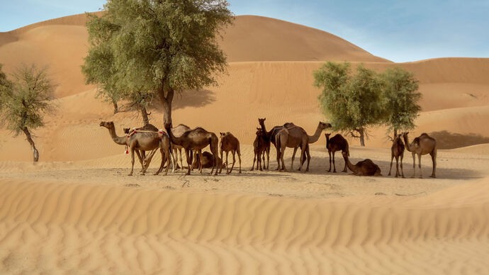 هيئة أبوظبي للزراعة والسلامة الغذائية تحقِّق إنجازاً علمياً عالمياً بإجراء أول عملية لزراعة خلايا حيّة من أجنَّة الإبل