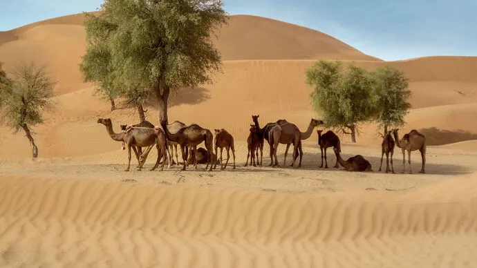 Abu Dhabi Agriculture and Food Safety Authority makes global scientific breakthrough by implanting live cells from camel embryos for first time