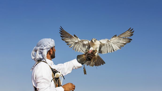 The Environment Agency - Abu Dhabi officially announces the activation of the instant service for issuing traditional hunting licenses (falconry) through the “TAMM” digital platform