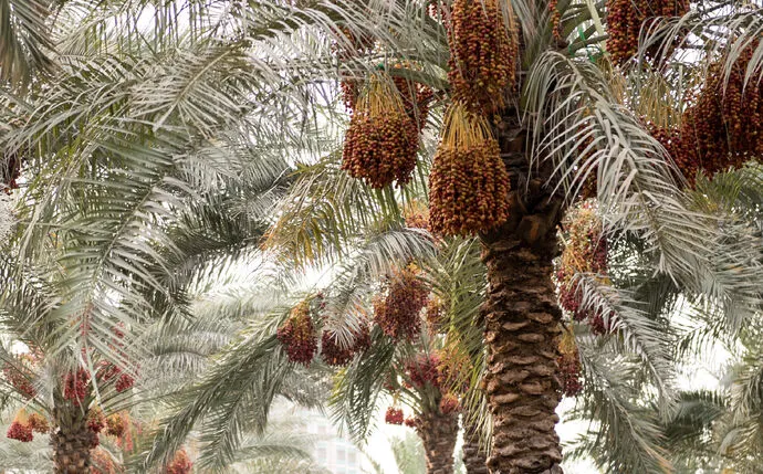 Under the patronage of Mansour bin Zayed, Al Wathba Dates Festival and Auction to take place in Abu Dhabi