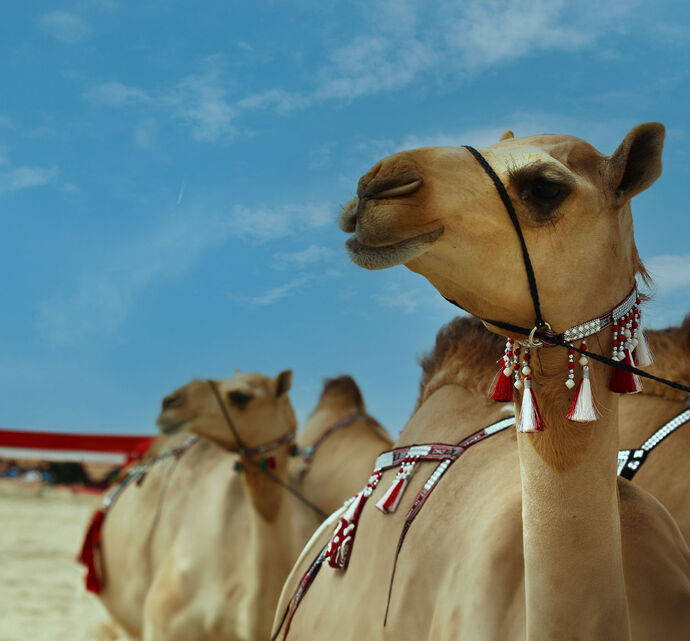 3rd stage of 17th Al Dhafra Festival