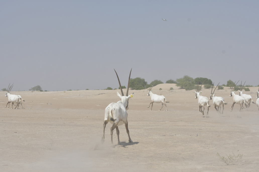 Arabian Oryx in the Houbara Protected Area
