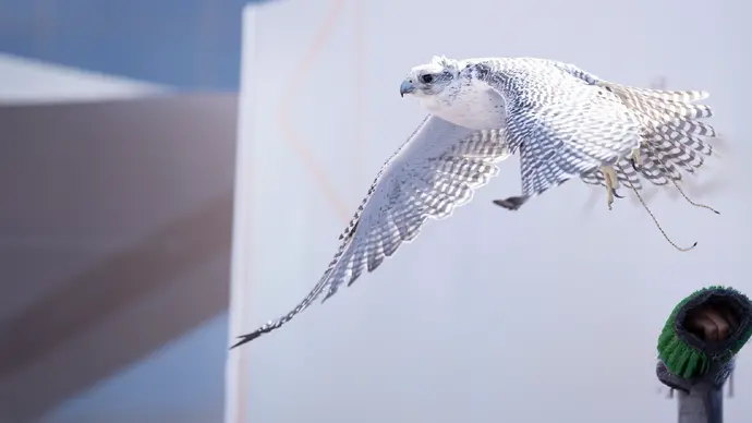 Under the directives of Hamdan bin Zayed, Abu Dhabi International Hunting and Equestrian Exhibition badge for falcons launches at 21st edition of event