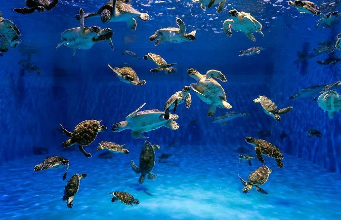 Abu Dhabi Sea Turtle Rehabilitation Project Set  to Expand Under New Agreement