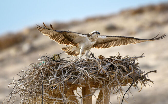 wild osprey population survey