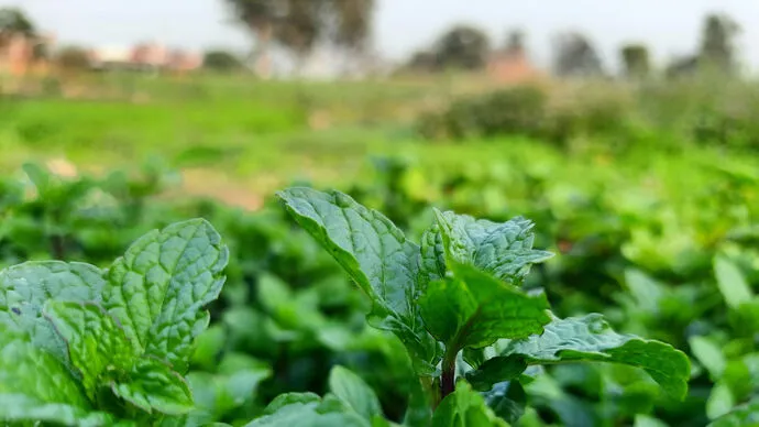 2nd Sheikh Mansour bin Zayed Agricultural Excellence Award receives 621 registrations