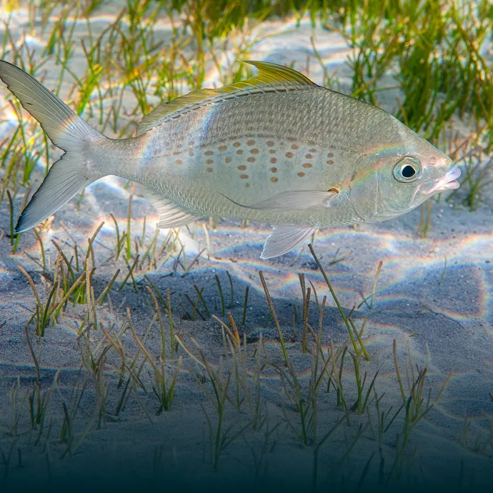 بتوجيهات حمدان بن زايد.. هيئة البيئة – أبوظبي تبدأ تنفيذ قرارين وزاريين بشأن تعديل الاشتراطات التنظيمية لصيد الأسماك في الإمارة لعام 2026