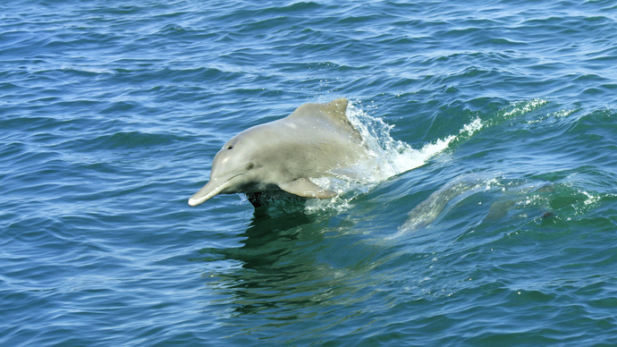 Environment Agency – Abu Dhabi to host the 5th IUCN Species Survival Commission Leaders Meeting