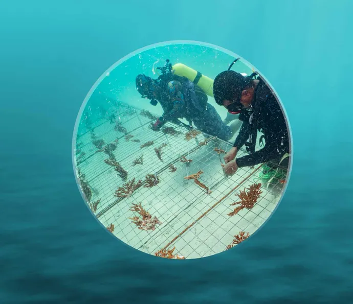 Under the directives of Hamdan bin Zayed, Environment Agency – Abu Dhabi expands coral reefs rehabilitation project planting more than four million coral fragments in emirate’s waters