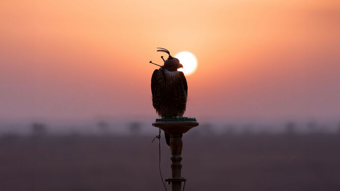 Under the patronage of the Ruler’s Representative Court in Al Dhafra Region, Ghayathi Falcons Championship to take place in Abu Dhabi