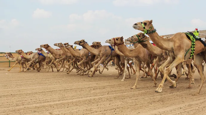 Under the directives of the UAE President, first edition of Al Ain Camel Racing Festival to take place