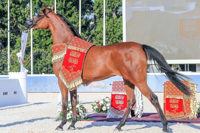 Mansour bin Zayed approves purebred Arabian horse championship programme 2022-2023