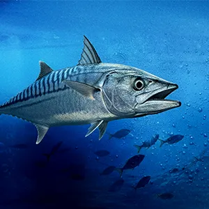 Environment Agency – Abu Dhabi (EAD) discovers 2nd spawning season for ...