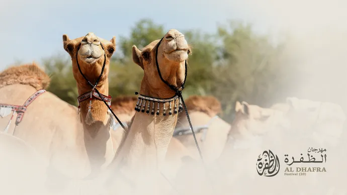 Under patronage of UAE President, 20th Al Dhafra Festival to begin October 27