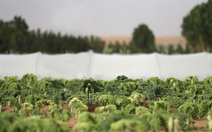 هيئة أبوظبي للزراعة والسلامة الغذائية تصدر قراراً لتعزيز المنظومة التشريعية لقطاع الزراعة في أبوظبي