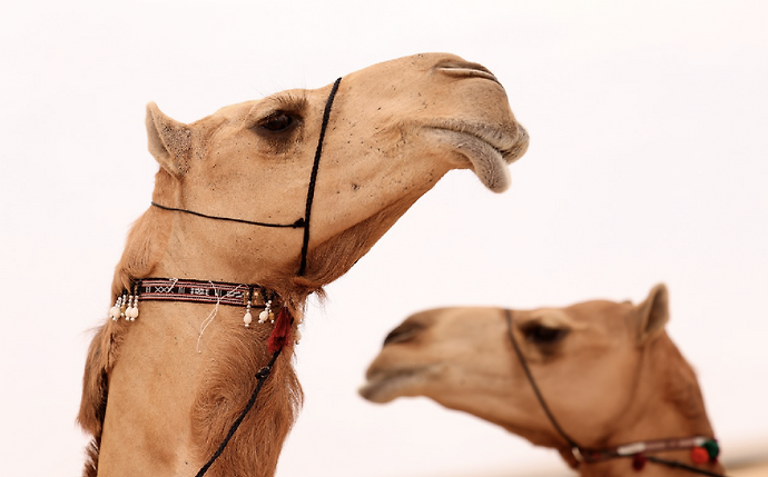 Mansour bin Zayed issues directives to increase number of rounds of Al Dhafra Festival closing camel mazayna