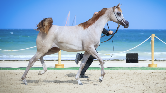 Under the patronage of Hamdan bin Zayed, Al Dhafra Arabian Horse Championship 2024 to take place in Abu Dhabi