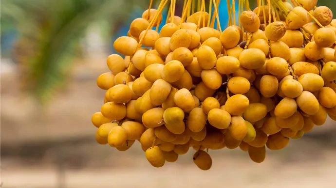Abu Dhabi Agriculture and Food Safety Authority issues scientific and practical guide on date varieties in the emirate