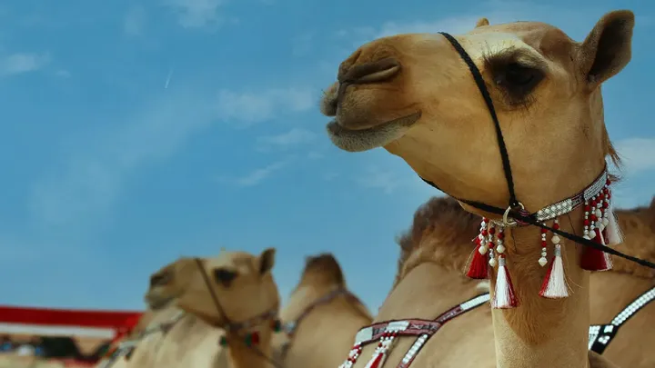 Madinat Zayed Mazayna