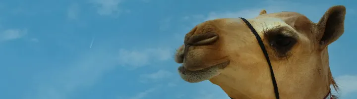 مزاينة مدينة زايد