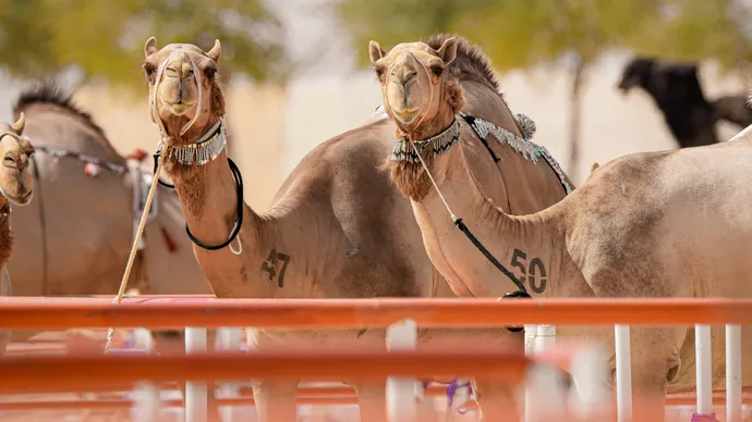 Under the patronage of the UAE President, 19th Al Dhafra Festival to take place in Abu Dhabi