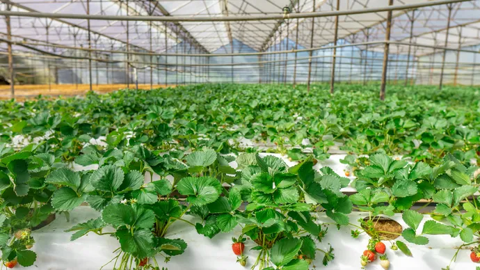 تحدي تكنولوجيا الغذاء في دولة الإمارات يدعم الابتكار في الأمن الغذائي العالمي