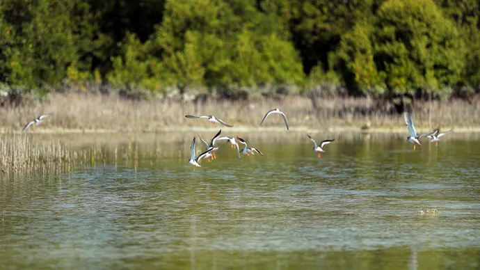 Environment Agency – Abu Dhabi develops Mangrove Ecosystem Monitoring Toolkit for Arabian Gulf region