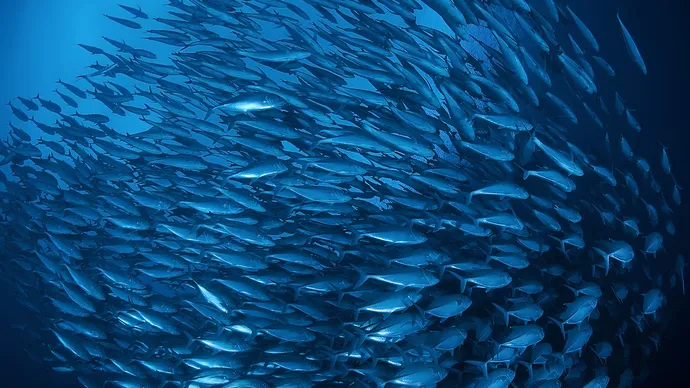 In his capacity as Chairman of Environment Agency – Abu Dhabi, Hamdan bin Zayed issues resolution on sustainable fisheries policy in Abu Dhabi