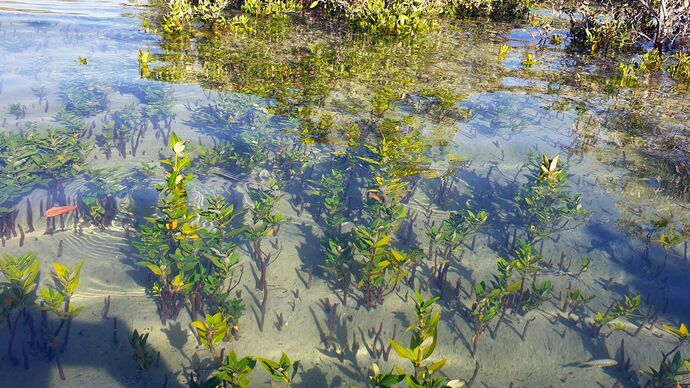 Abu Dhabi’s mangrove habitats