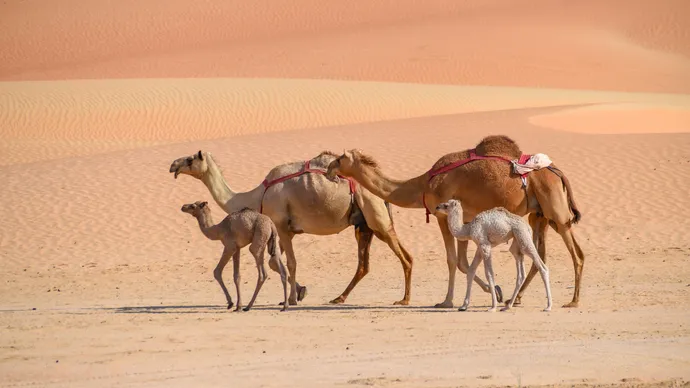 Abu Dhabi Agriculture and Food Safety Authority hosts regional workshop on Facilitating the Movement of Camels Across Borders