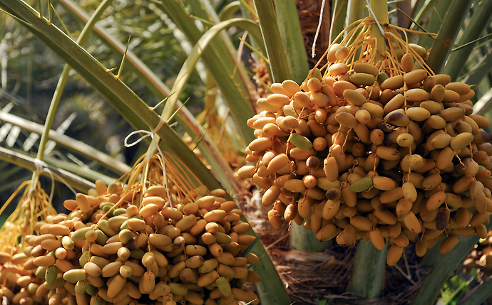 ADAFSA and Agthia Group Announce the Results of Date Trading Markets Launched to Support UAE Date Farmers