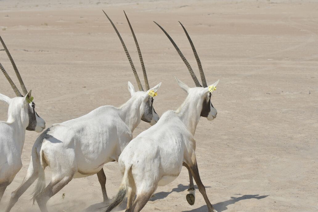 Environment Agency - Abu Dhabi Releases a New Group of Arabian Oryx in the  Houbara Protected Area