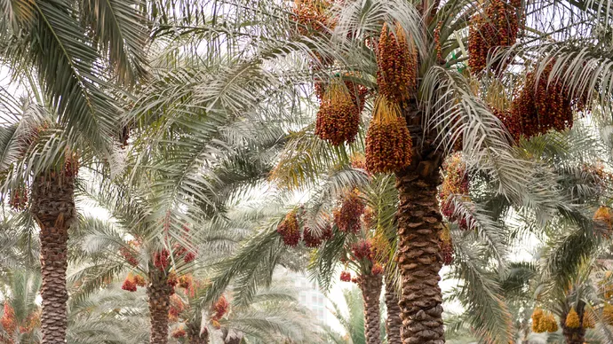بالتعاون مع الهيئة العامة للشؤون الإسلامية والأوقاف والزكاة مجلس الإمارات للإفتاء الشرعي ينظِّم ندوة بشأن «زكاة التمور» في أبوظبي