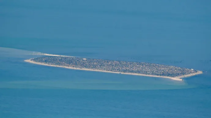 Environment Agency – Abu Dhabi completes aerial survey covering 8,000+ km2 of marine habitat