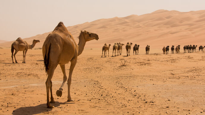 The World Organization for Animal Health (WOAH) designated ADAFSA's  veterinary labs as the first Collaborating Centre for Camel Diseases in the  Middle East