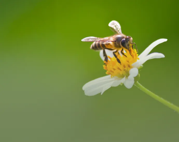 دائرة البلديات والنقل وهيئة أبوظبي للزراعة والسلامة الغذائية تطلقان مبادرة لحماية النحل في الإمارة