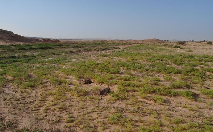 Under the directives of Hamdan bin Zayed Environment Agency – Abu Dhabi issues Executive Regulations for livestock grazing to conserve natural grazing areas