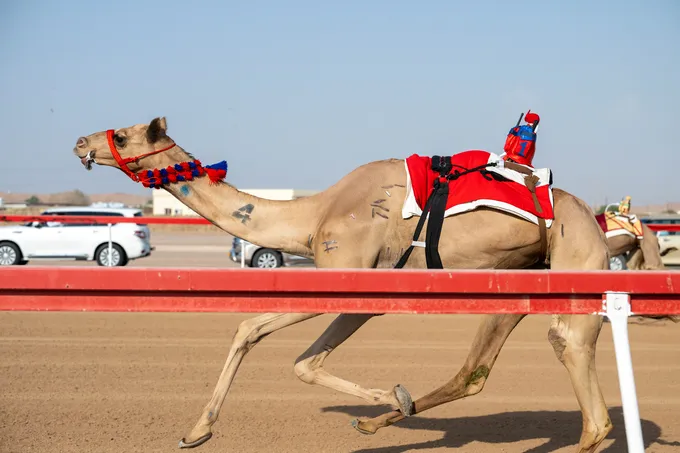 Mohammed bin Hamdan bin Zayed attends Thanaya race of inaugural Al Ain Camel Racing Festival